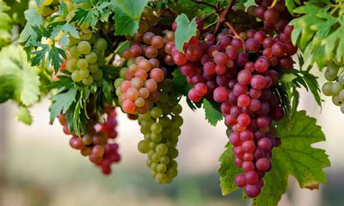 Tai sao khong nen tang nho cho nguoi om?