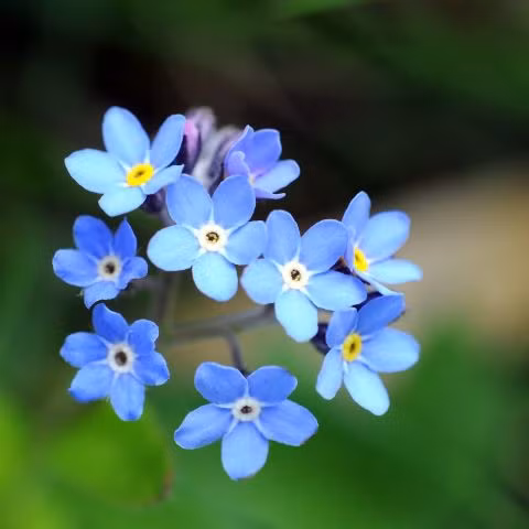 Hoa lưu ly Những bông hoa tuyệt đẹp với cái tên buồn "xin đừng quên em" có xu hướng lấn át những cây khác mọc trong cùng khoản đất. Mặc khi khi nở rộ, những bụi cây màu tím, màu xanh đem đến khung cảnh tuyệt đẹp nhưng đến khi tàn, chúng chuyển sang màu đen và để lại một khu vườn tan hoang, u ám.