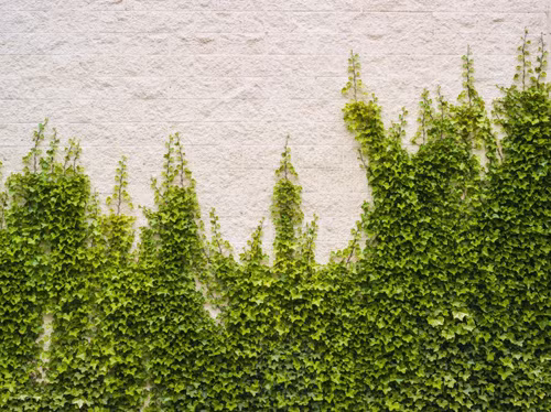 Thường xuân Nghe có vẻ lãng mạn khi nghĩ đến những bức tường gạch cũ với hàng dây thường xuân nhưng bạn có biết ẩn bên trong là những lớp sơn, lớp xi băng bị bong tróc, phá hủy. Dây của cây hoa không nên trồng trong nhà này làm xuống cấp rất nhiều vật liệu xây dựng như gỗ, vữa, xi măng và sơn.