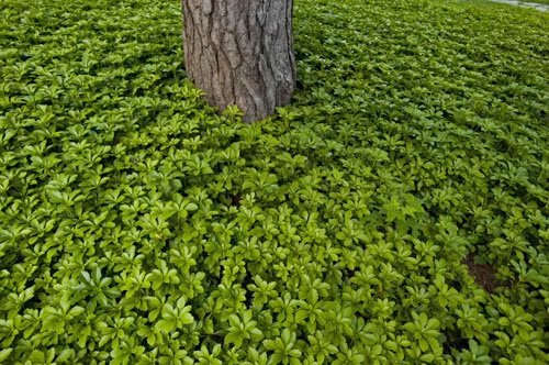 Rong rêu đại kích Nhật Bản Loài cây dây leo này rất dễ thu hút côn trùng. Cũng giống như thường xuân, loài cây pachysandra sẽ hút hết sự sống của những loài thực vật xung quanh cũng như phá hủy môi trường chúng đang sống bám nhờ.