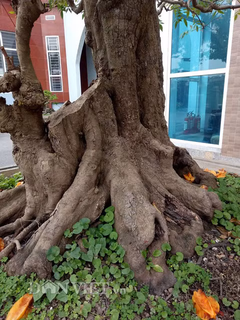 Theo những người có kinh nghiệm chơi cây cảnh, cây bonsai thì cặp khế này có thế trực làng, hay trực cổ, có tuổi thọ khoảng hơn 100 năm.