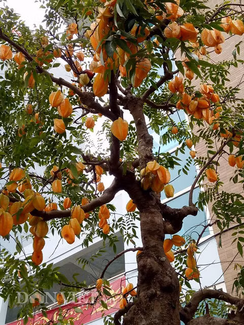 Cap khe bonsai ra qua tu goc toi dinh ngon gay sot