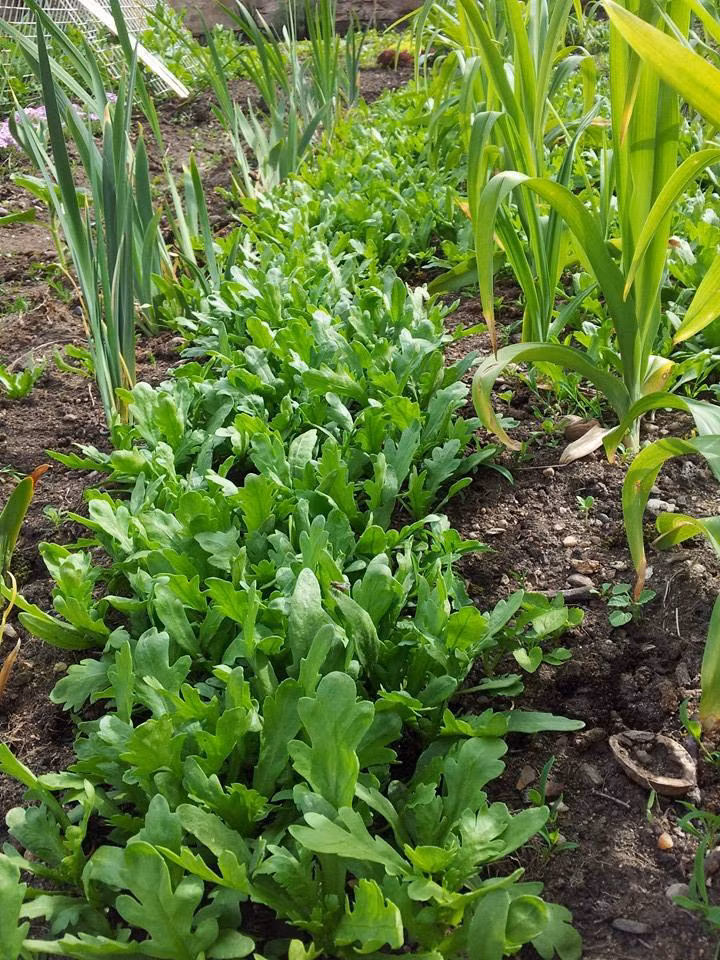 Với ốc sên phá hoại rau trong vườn, chị mua các loại thức ăn dành riêng cho ốc sên để thu hút chúng, giúp rau non không bị phá hoại.