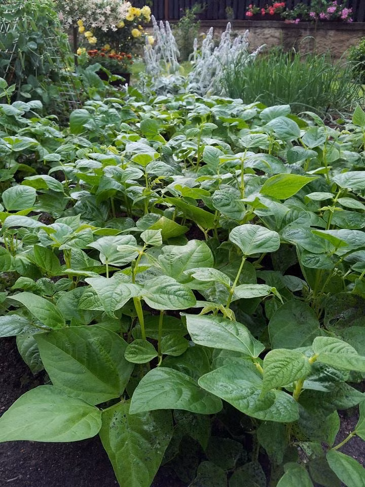 Chị không bao giờ phun thuốc mà ngày ngày cần mẫn đeo bao tay vạch lá tìm sâu.