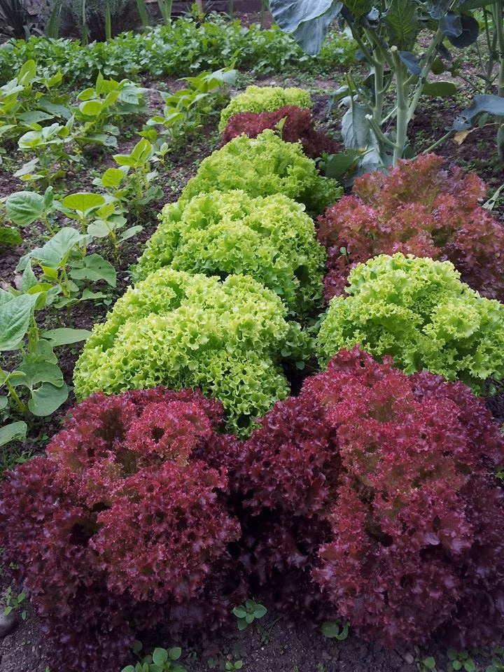 Để rau tươi tốt, ngoài việc cung cấp nước đầy đủ cần bón thúc bằng phân tự ủ giúp cây phát triển.