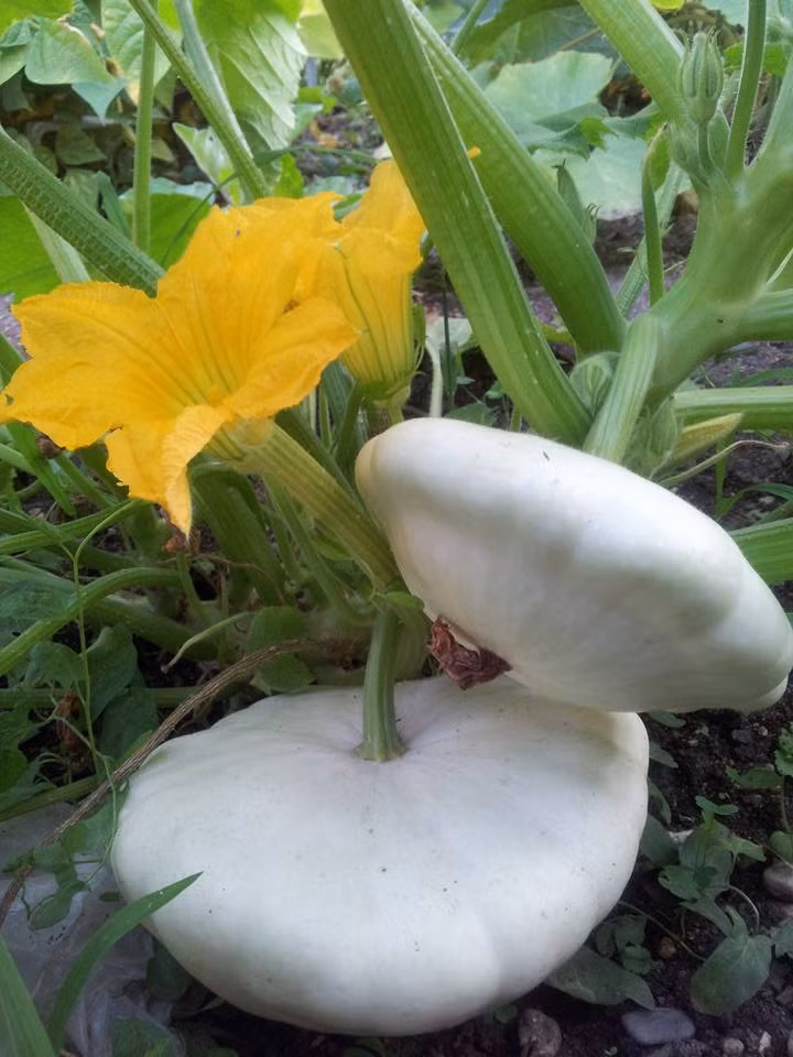 Bí đĩa bay lạ mắt.