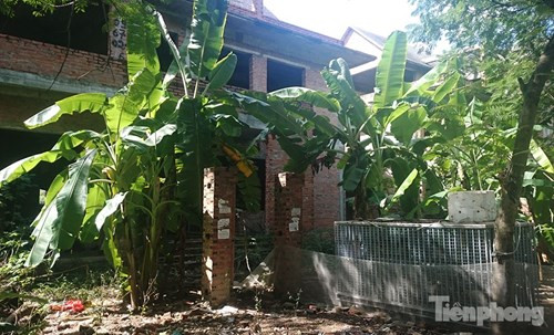 Cây cối mọc um tùm trước những ngôi biệt thự.