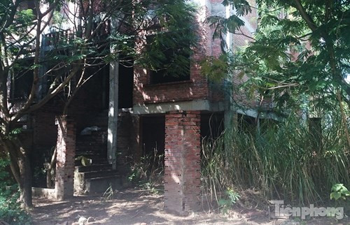 Cỏ lau mọc cao hơn tầng 1 ngôi biệt thự.