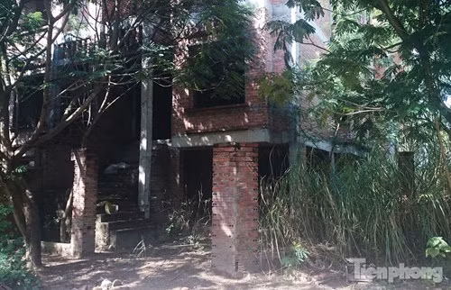 Cỏ lau mọc cao hơn tầng 1 ngôi biệt thự.