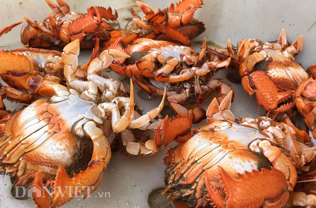 Loài cua này có 6 chân và 2 càng, mai khum tròn với phần đầu hơi chúi xuống. Huỳnh đế có kích cỡ to bằng bàn tay xòe của người lớn, nặng từ 0,3-1kg/con, với giá bán từ 550.000-650.000 đồng/kg sống.
