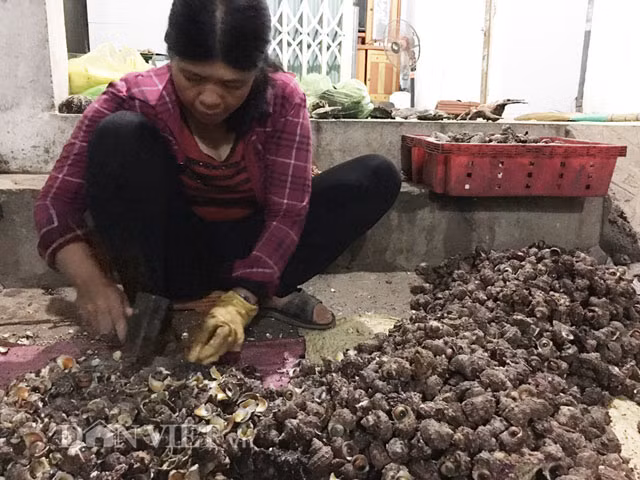 Loại hải sản này có ở nhiều vùng biển trong nước, nhất là vùng biển, đảo từ Quảng Trị tới Khánh Hòa. Thế nhưng ốc xà cừ Lý Sơn được giới sành ăn đánh giá là thơm ngon nhất. Vì vậy đây là một trong những loại hải sản được du khách mua, thưởng thức nhiều nhất khi đến Lý Sơn. Loại ốc này có kích cỡ nhỉnh hơn trái cau lớn một tí, vỏ sần sùi với nhiều màu đen, đỏ sậm... trộn lẫn. Với giá bán tại đảo với loại còn vỏ khoảng 35.000 đồng/kg; còn đã đập vỏ là 200.000 đồng/kg.