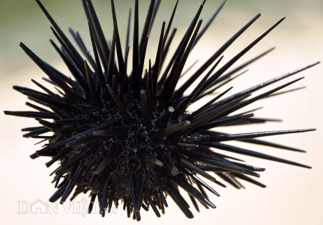 Nhum biển "ông ăn, bà huýt sáo" Tại vùng biển Quảng Ngãi, nhum biển được phân bố khá nhiều nơi. Tuy nhiên vùng biển Sa Huỳnh, xã Phổ Thạnh và Phổ Châu, cùng huyện Đức Phổ được ví là một trong những thủ phủ của loại hải sản này. Nhum biển có vỏ hình cầu phủ đầy gai nhọn như lông nhím, dài từ 2-4cm nên còn được gọi là cầu gai, nhím biển. Khi trưởng thành nhum biển có đường kính khoảng 8-10cm; dày 3 - 4cm.