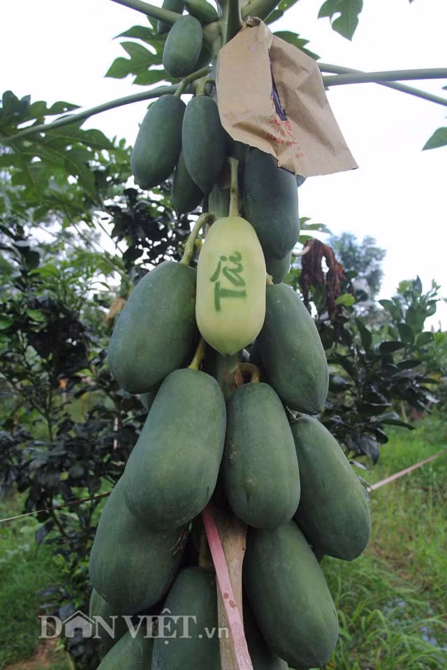 Chị Nguyễn Thị Cẩm Nhung – người dân cùng làm đu đủ in chữ chung với chị Ướm thì cho biết, trong quá trình bao trái, người làm phải hết sức cẩn thận, tránh chọn nhầm trái (không thể phát triển, có thể bị hư trong thời gian tới). Khi bao phải chú ý dùng dây buộc chặt tránh để kiến, côn trùng xâm nhập vào làm hỏng, nám đi phần da trái.