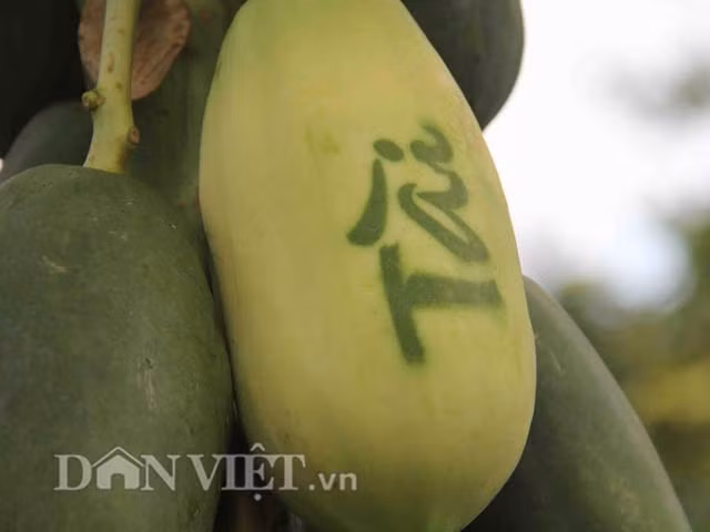 Chị Ướm cũng cho biết, không phải cây hoặc trái đu đủ nào cũng được chọn để làm mà là những cây phát triển tốt, trái đồng đều, không bị trầy xước. Khoảng 1,5 tháng sau khi bao trái sẽ cho ra sản phẩm hoàn thiện, phần lớn diện tích da trái sẽ chuyển từ màu xanh sang màu vàng, phần ít còn lại sẽ cho ra những chữ theo ý muốn.