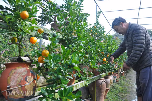 Ngoài việc ghép thành công quất với cần thăng, ông Xuân còn sáng tạo ra sản phẩm quất bonsai treo tường rất độc đáo. Trung bình mỗi cây có giá từ vài triệu đồng.