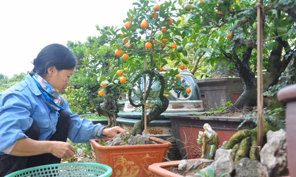 Theo ông Xuân, kỹ thuật ghép chỉ cần học qua, ai cũng có thể làm, nhưng để ghép được một cây có thế, tán đẹp như ý muốn thì cần phải là người có năng khiếu và tay nghề cao mới có thể làm được.