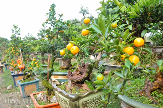 “Loại cây này mang ý nghĩa cho sự may mắn, sung túc, đủ đầy nên khách rất thích, có nhiều khách quen mỗi năm đặt 1 – 2 cây có giá hàng chục triệu đồng/cây là bình thường” - ông Xuân tiết lộ.