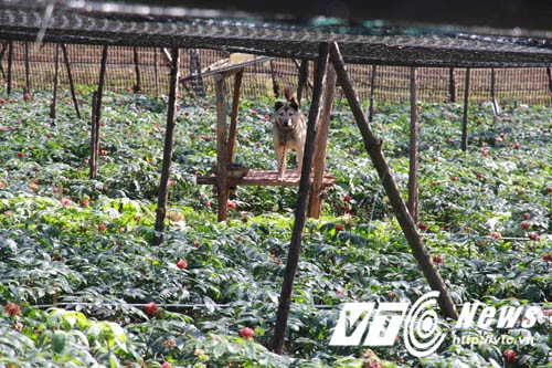 Tam thất, trong tiếng Việt có nghĩa là 3 và 7, nghĩa là, củ tam thất phải có tuổi ít nhất 3 đến 7 năm thì mới dùng được, bởi ở tuổi đó, củ tam thất mới già, có đủ dược tính. Tuy nhiên, người Trung Quốc gọi nó là Kim bất hoán, tức là “vàng không đổi”. Xưa kia, tam thất được đánh giá quý hơn cả vàng, đến nỗi vàng không đổi được.