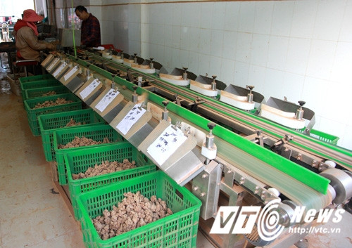 Sáng sớm, các thương nhân từ khắp Trung Quốc về đây tìm kiếm nguồn hàng, thỏa thuận mua bán. Xe tải, container đỗ đầu chợ để chuyển tam thất đi. Mỗi chiếc container chở vài chục tấn tam thất, trị giá hàng chục tỷ đồng. Mỗi năm, có cả ngàn tấn tam thất khô rời khu chợ này đi khắp thế giới. Hầu hết việc chế biến tam thất đều bằng máy móc. Những chiếc máy rửa tam thất tự động, rồi máy sấy củ, máy vặt rễ, phân loại. Những củ tam thất đã sấy khô chạy qua một hệ thống máy để phân loại. Những củ tam thất được phân loại theo trọng lượng, và các công nhân đứng trong dây chuyền sẽ đóng túi chúng lại.