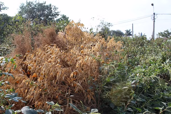 Cũng theo ông Hùng, dù chín sớm nhưng quất cũng là loại cây đậu trái lâu, do đó vẫn có thể giữ được đến Tết nếu chăm sóc khéo. Cùng với đó là phải đánh rễ sớm, buộc dây, găm cành để giữ quả.