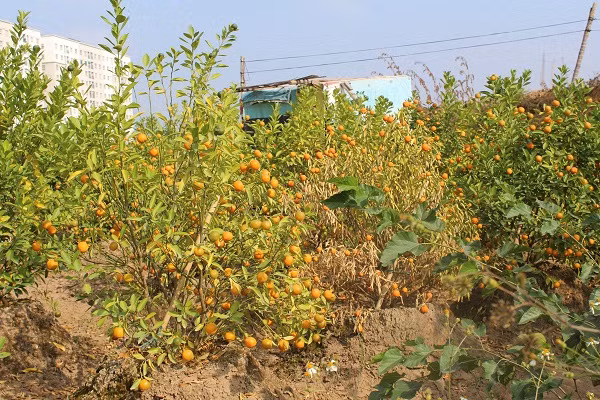 Theo bà Nguyễn Thị Quý, quất năm nay chín sớm bởi thời tiết nồm, nhiều nắng nóng, người trồng quất không thể hãm độ chín lại được. Việc chín sớm này khiến cho hàng chục triệu tiền đầu tư, chăm sóc có nguy cơ mất trắng.