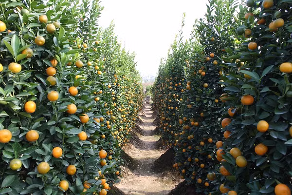 “Làm nghề nông thì phụ thuộc tất cả vào thời tiết. Các chủ vườn phải biết nhìn nhận thời tiết để có cách chăm sóc khác nhau. Tuy nhiên, không phải lúc nào cũng có thể thích nghi kịp được với những biến động của thời tiết nên quất chín sớm cũng là dễ hiểu” – ông Lê Ngọc Hùng, một chủ vườn cho biết.