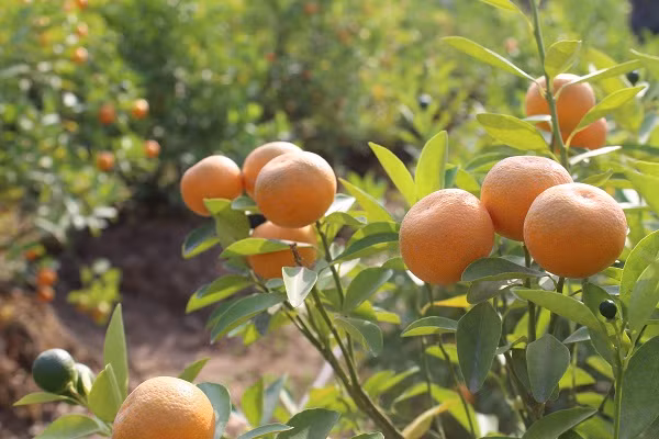 Theo các chủ vườn tại đây, mỗi gốc quất to, quất thế đẹp có giá hàng chục triệu đồng, còn quất bình dân cũng dao động từ vài trăm nghìn cho đến vài triệu tùy loại. Trong đó, tiền công chăm sóc, phân bón, thuê thợ cắt tỉa, thuốc sâu bệnh… chiếm 70-80% giá thành. Do đó, mỗi vườn chỉ cần khoảng chục cây chết là tổn thất đã rất nặng nề.