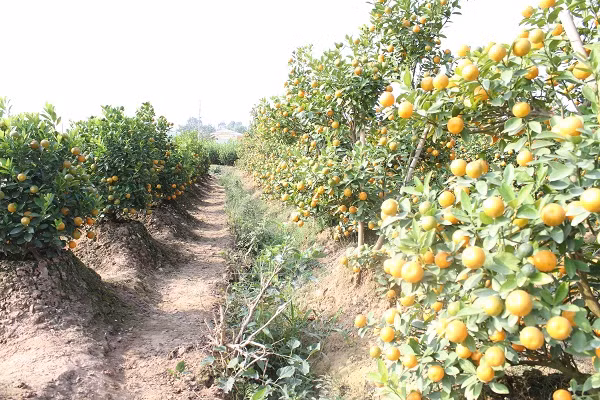 Tương tự, khu vực thuộc phường Tứ Liên (Q.Tây Hồ) – vốn là thủ phủ quất cảnh cực sầm uất của Hà Nội, nhiều vườn quất cũng rơi vào tình trạng chín sớm, cây héo và quả rụng dần.