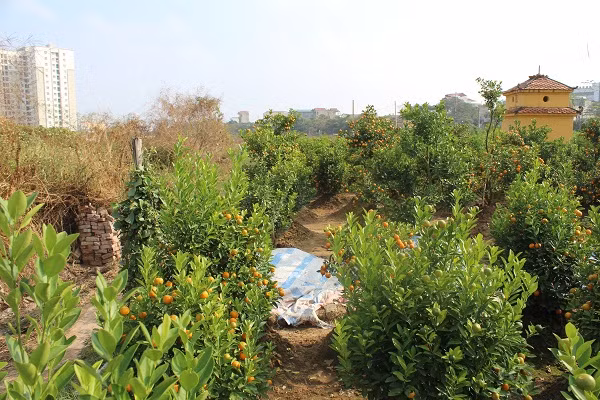 Nha vuon bat an vi quat chin som truoc Tet