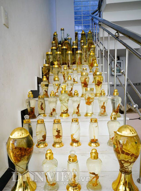 Anh Linh tâm sự, ngày xưa anh chỉ chú tâm săn lùng nấm lim xanh ở Quảng Nam và chuyên cung cấp nấm lim từ núi rừng xứ Quảng cho dân chơi, sưu tầm và người dân mắc bệnh cần mua. Rồi sau chuyến lên đỉnh Trà Linh được dân bản địa giới thiệu về cây sâm Ngọc Linh có giá trị rất cao, có công dụng chữa bệnh. Từ đó, anh quyết định nghiên cứu sâm Ngọc Linh qua các nhà khoa học, sưu tầm trên mạng và tìm hiểu từ các chuyên gia ngành y tế.