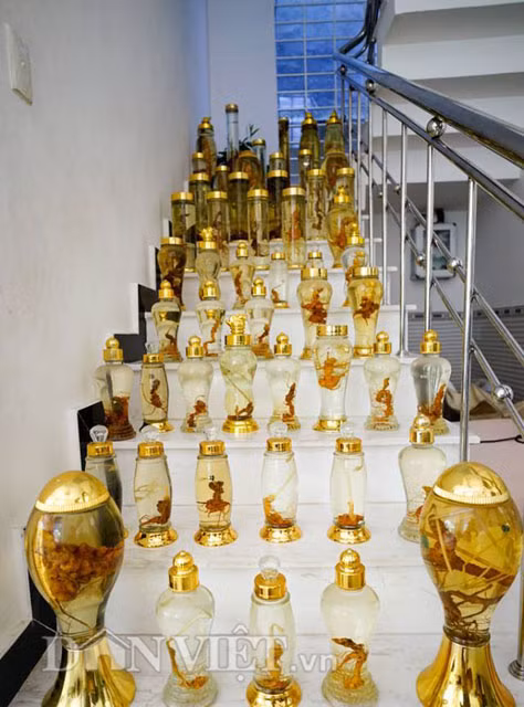 Anh Linh tâm sự, ngày xưa anh chỉ chú tâm săn lùng nấm lim xanh ở Quảng Nam và chuyên cung cấp nấm lim từ núi rừng xứ Quảng cho dân chơi, sưu tầm và người dân mắc bệnh cần mua. Rồi sau chuyến lên đỉnh Trà Linh được dân bản địa giới thiệu về cây sâm Ngọc Linh có giá trị rất cao, có công dụng chữa bệnh. Từ đó, anh quyết định nghiên cứu sâm Ngọc Linh qua các nhà khoa học, sưu tầm trên mạng và tìm hiểu từ các chuyên gia ngành y tế.