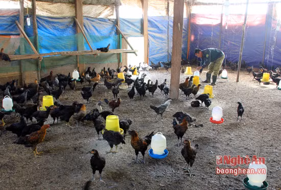 Tương tự như ở Tổng đội TNXP 10 ở xã biên giới Na Ngoi (Kỳ Sơn) với tổng đàn lên đến hàng trăm con.