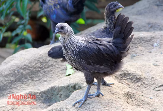 Hiện nay, giá gà đen bán tại thị trấn Mường Xén là 170.000 đến 200.000 đồng/kg. Theo những người có kinh nghiệm, chính bởi được xem là giống gà "đặc sản" vì vậy nhiều người đã trà trộn những giống gà tương tự để bán với giá gà đen. Do đó, khi mua cần quan sát kỹ, nếu là gà đen chính hiệu phải đen từ đầu đến chân, khi vạch lớp lông ra xem gà phải có màu da đen tuyền. Chưa nói, sau khi làm thịt, xương gà cũng phải có một lớp đen bao phủ phía ngoài...