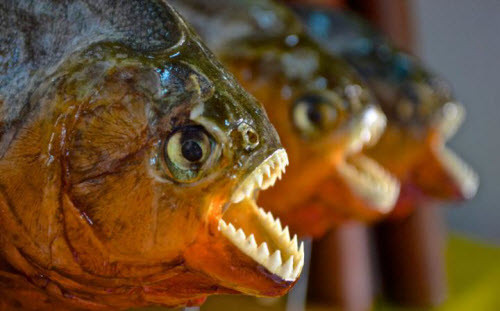 Các bãi biển ở vùng Amazon thuộc Brazil là nỗi ám ảnh của nhiều du khách, khi nơi đây thường xuyên xảy ra các vụ cá piranhas tấn công người. Khu vực này cũng là nơi sinh sống của loài trăn khổng lồ và lươn điện.