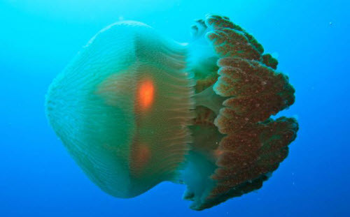 Từ tháng 10 đến tháng 4 hàng năm, sứa hộp thường tập trung rất đông dọc các bãi biển ở phía bắc Australia. Đây là một trong những loài động vật độc nhất thế giới, đã khiến 73 người chết từ năm 1883 đến nay. Vết đốt của sứa hộp có thể khiến nạn nhân ngừng thở trước khi được đưa vào bờ.