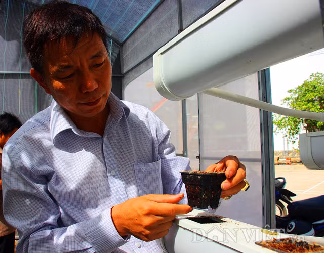 Ông Thư lý giải việc dùng xơ dừa rất thích hợp để thay thế đất khi trồng rau sạch.