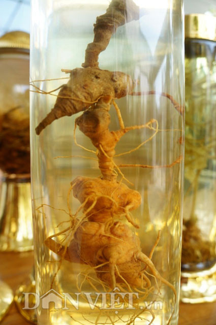 Những “người mẫu” sâm Ngọc Linh đang tắm mình trong bình.