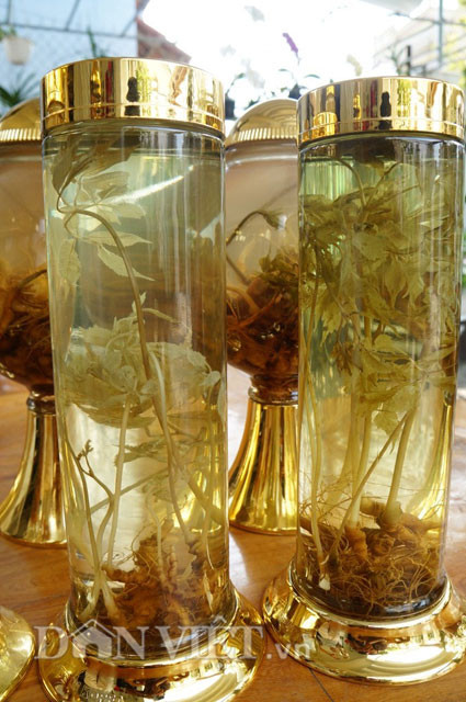 Không những sưu tầm củ sâm Ngọc Linh mà anh Linh còn sưu tầm cả cây sâm còn nguyên thân lá về để ngâm rượu.