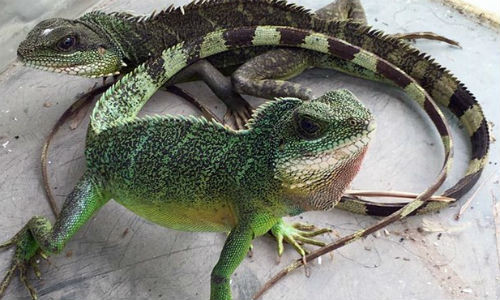 Kỳ tôm kích cỡ như thế này hiện có giá bán gần 400.000 đồng/kg.