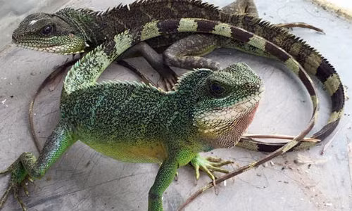 Kỳ tôm kích cỡ như thế này hiện có giá bán gần 400.000 đồng/kg.