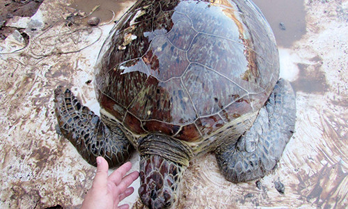 Rùa biển quý hiếm 40kg mắc cạn ven biển Sóc Trăng.