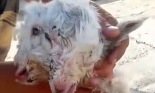 Con dê độc đáo này đã không may mắn khi bị dê mẹ dẫm đạp tới chết.