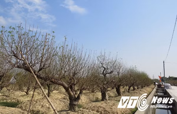 Một số người trồng đào cho biết, nếu thời tiết duy trì nhiệt độ từ khoảng 15-17 độ như hiện nay cho đến 15/12 (Âm lịch) thì đào sẽ nở đều, đẹp đúng dịp Tết.