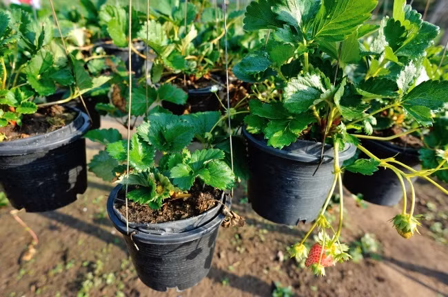 Trồng cây trong chậu treo Với diện tích sân vườn rộng rãi, không có nghĩa là bạn sẽ bỏ qua ý tưởng tạo những chậu treo xanh tươi này. Bởi đơn giản rằng, những chậu treo sẽ giúp bạn có thêm diện tích trồng trọt, đồng thời giúp khu vườn thêm vẻ đẹp đa dạng, độc đáo.