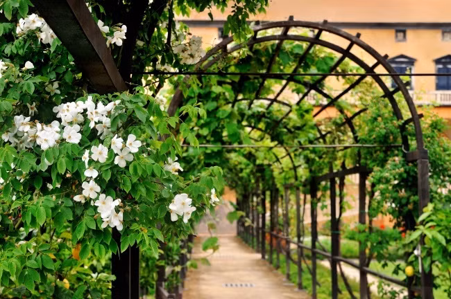 Tạo giàn mái vòm trồng cây hoa, quả leo Khi đường vào nhà rộng thênh thang, bạn đừng quên tạo mái vòm để trồng các loài hoa như hồng, hoa giấy, hoa tigon… Hoặc các loại quả leo giàn để phục vụ bữa ăn hàng ngày, các loại cây vừa ăn quả vừa làm cảnh như nho, mướp, bầu, bí…