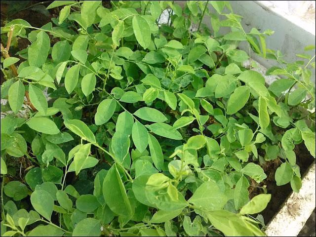 8. Rau ngót Trồng rau ngót không khó vì loại rau này không kén đất, dễ sống và chỗ nào cũng trồng được. Trồng rau ngót mất rất ít đất, rau ngót sinh trưởng tốt nhất ở nơi có nhiều mùn, có độ ẩm cao, loại rau này thường được trồng bằng thân. Rau ngót sinh trưởng rất nhanh và ít sâu bệnh, cứ 20-25 ngày là có thể hái rau ăn. Nên ngưng phun thuốc diệt sâu, rầy trước khi thu hoạch hái rau trước ít nhất 7 ngày.