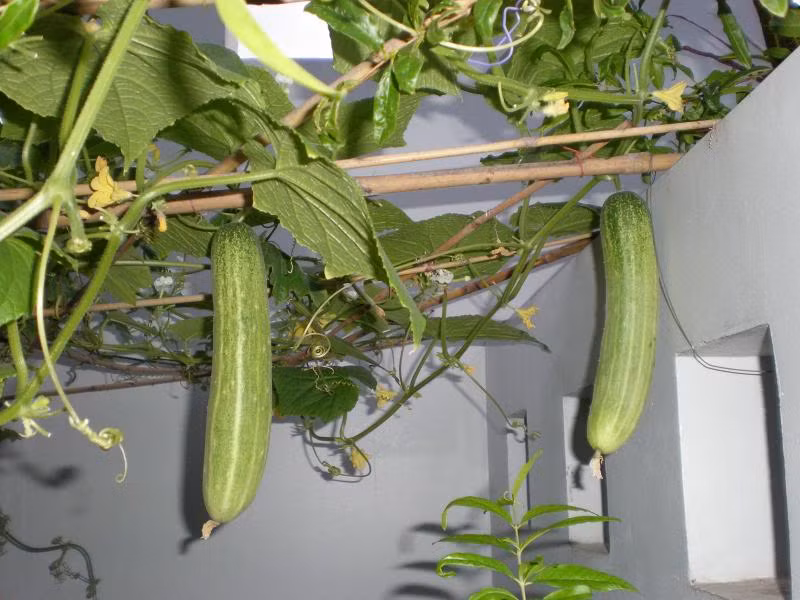 Dưa chuột là loại rau quả mà người trồng phun nhiều thuốc kích thích và thuốc trừ sâu nhất. Muốn có được những quả dưa an toàn, bạn nên tự mình trồng dưa chuột tại nhà. Dưa chuột có thể trồng được quanh năm và cho năng suất cao.