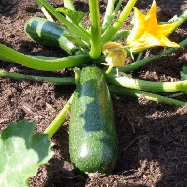 5. Bí Bí từ lâu đã là thực phẩm ưa thích của nhiều gia đình vì dễ nấu, dễ ăn và cực dễ trồng. Đây là loại quả bảo quản được khá lâu trong điều kiện bình thường.