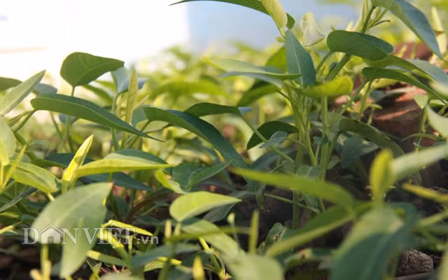 Người trồng dùng bình phun hay vòi có tia nước nhẹ để tưới, tránh áp lực mạnh làm dập lá rau. Khi trời mưa to, cây nên có mái che hạn chế nước mưa làm hư thối lá rau. Ngoài ra, người dân cần ngưng tưới phân trước khi thu hoạch từ 7 - 10 ngày để đảm bảo an toàn thực phẩm.