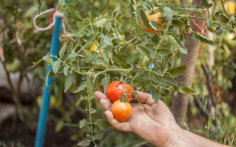 Cà chua là loại cây dễ trồng bởi nó có thể phát triển được ở bất cứ nơi nào. Thật không khó để có được những cây cà chua sạch sai trĩu quả vừa để ăn vừa làm đẹp cho không gian của ngôi nhà của mình phải không nào.